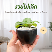 ราคา รวยไม่เลิก ว่านรวยไม่เลิก ว่านมงคล ต้นไม้เศรษฐี ต้นไม้มงคล ต้นไม้ฟอกอากาศ (16762328721)