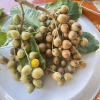 ราคา หมากค้อ สดๆ เก็บสดส่งตามออเด้อ 1 กก ผลไม้อีสาน (21992869334)