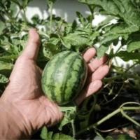 ราคา แตงโมจิ๋ว แตงโมคอนโด 10แถม1 ถูกที่สุด10 บ เมล็ดพันธุ์แตงโมจิ๋ว 5 30เมล็ด งอกง่าย โตไว ลูกดก แตงโมกระถาง แตงโมแคระ (22051086270)