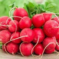 ราคา 50 เมล็ด แรดิช ผักกาดหัว หัวผักกาดฝรั่ง ผักท้ายครัว Radish Seeds (21734252629)