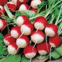 ราคา 50 เมล็ด เมล็ดแรดิช ผักกาดหัว Radish เมล็ดผักสวนครัว ปลูกได้ทุกที่ ปลูกผักทาน ปลอดสารพิษ สายพันธุ์ Sparkler White Tip (21725317345)