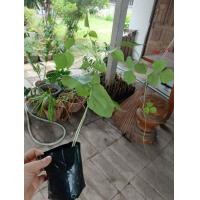 ราคา ต้นพันธฺุ์ ถั่วแปบ หูช้าง พร้อมปลูกในถุงดำ 39 บาท เม็ดใหญ่ กรอบ อร่อย Green Eyebrow Beans เมล็ดมีรสหวานมัน ช่วยบำรุงกำลัง หมากแปบ ถั่วหนัง มะแปบ ยักษ์ ถัวแปบเม็ดใหญ่มาก (22013633539)