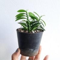 ราคา บันไดเศรษฐี พร้อมกระถางดินเผา วางไว้บนโต๊ะทำงานก็ได้ ไม้มงคล บันไดเงินบันไดทอง ว่านตีนตะขาบ (16458232613)