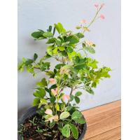 ราคา ต้น มะขามเทศด่าง กระถาง 6 นิ้ว ขั้นต่ำ 2 ต้น ส่งพร้อมกระถาง (7866213434)