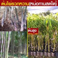 ราคา ต้นไผ่รวกหวาน ไผ่รวกหวานหน่อกินดิบได้ รสหวาน ขนาดต้นสูงประมาณ 100 cm รากแข็งแรง พร้อมส่ง (22031142929)