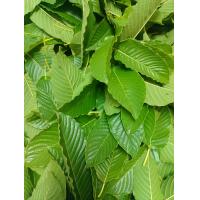 ราคา ใบรวม3 กิโลกรัมใบกระท่อมสดใบกระท่อมชุมพร (21740783846)