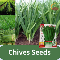 ราคา Chives Seeds เมล็ดพันธุ์ กุยช่าย ต้นกุยช่าย เมล็ดกุยช่าย แท้ ต้นกุยช่ายฝรั่ง for Planting High Yield สำหรับปลูกให้ผลผลิตสูง เมล็ดพืชผัก เมล็ดพืชผักขาย สวนกระถาง เมล็ดพืชผักอินทรีย์ เมล็ดพืชผักสด (2203