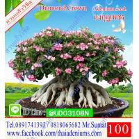 ราคา ขายเมล็ดชวนชม เมล็ดสำหรับการเพาะพันธุ์ ได้แก่เม็ดชวนชมอาราบิคั่ม เมล็ดชวนชมไทยโซโค เมล็ดชวนชมยักษ์ญี่ปุ่น เมล็ดชวนชมฮอลแลนด์ เมล็ดชวนชมยักษ์ซาอุ (2756312922)