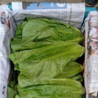 ราคา สดใหม่จากฟาร์มทุกวัน คอส 500 G 500 กรัม Cos Lettuce ราคา ถูก ส่ง (20895588495)