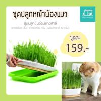 ราคา ชุดปลูกข้าวสาลี ชุดปลูกหญ้าแมว Hydromonic พร้อมเมล็ดข้าวสาลี 50 กรัม ต้นอ่อนข้าวสาลี หญ้าแมว หญ้าสำหรับแมว อาหารแมว ข้าวสาลีแมว (4494812500)