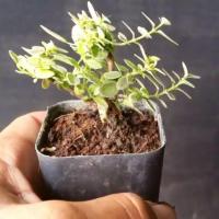 ราคา เพรมน่าด่าง ต้นไม้บอนไซขนาดจิ๋ว บอนไซ ขนาดต้นสูง 5 8 ซม ต้นไม้จิ๋ว เพรมน่าไต้หวันด่าง อายุประมาณ 2 3 ปี ต้นไม้สายย่อ (21008590525)