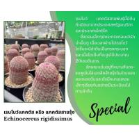 ราคา เรนโบว์ Rainbow Cactus แมมมิลลาเรีย Mammillaria แคคตัส กระบองเพชร MA00 (22146844790)