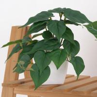 ราคา พร้อมส่ง ต้นไม้ปลอมสำหรับตกแต่งสวนต้นไม้ปลอมแขวนผนังลายนกยูงเต่าใบบีโกเนียบ้านระเบียงเถาดอกไม้สีเขียวกระถางหญ้า (22121839559)