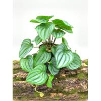 ราคา พร้อมส่ง ต้นไม้ปลอมสำหรับตกแต่งสวนต้นไม้ปลอมแขวนผนังลายนกยูงเต่าใบบีโกเนียบ้านระเบียงเถาดอกไม้สีเขียวกระถางหญ้า (22121839553)