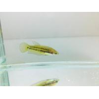 ราคา ปลากัดตัวเมียป่าใต้ สุ่มปลากัดตัวเมียป่าใต้ วงแดง วงเหลือง (21919590170)