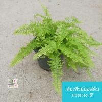 ราคา ต้นเฟิร์นบอสตัน Boston Fern กระถาง 5 เหมาะสำหรับแขวนประดับบ้านและสวน เป็นไม้ฟอกอากาศ ดูดสารพิษดีงาม ประดับบ้าน สวนสวยงาม เลี้ยงง่าย ชอบความชื้น แดดรำไร น้ำวันละครั้ง (22023759759)