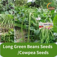 ราคา เมล็ดพันธุ์ถั่วพุ่ม ถั่วฝักยาวไร้ค้าง Long Green Beans Seeds เมล็ดถั่ว Frameless เมล็ดถั่วที่ให้ผลผลิตสูง เมล็ดถั่วดาบ เมล็ดถั่วเขียว Frameless สำหรับผัก No frame ground bean seeds high yield beans se