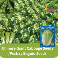 ราคา ผักกาดขาวน้อย ขาวนวล เมล็ดพันธุ์ เมล็ดพันธุ์ผักกาดขาวปลี Chinese cabbage seeds PECHAY BAGUIO SEEDS CHINES CABBAGE SEEDS รหว่านเมล็ดพืชผักทนความร้อน เมล็ดพืชผักให้ผลผลิตสูงตามฤดูกาล การปลูกผักสวนครัว เ