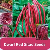 ราคา 100 Legit 40 เมล็ด แพ็ค Dwarf Red Sitao Seeds เมล็ดถั่วแดง Frameless ถั่วพุ่มแดง frameless ผลผลิตสูงฤดูใบไม้ผลิและฤดูใบไม้ร่วงเมล็ดถั่วยาว เมล็ดพืชผักถั่วไต (22051691246)