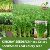 ราคา คื่นฉ่ายฝรั่ง เมล็ดพันธุ์ KINCHAY SEEDS Chinese Celery Seed Small Leaf Celery Seed เมล็ดพืชผักสี่ฤดูของเกษตรกรงอกเร็ว Farmer Four Seasons Vegetables Seeds Fast Germination (22036927278)
