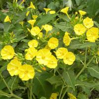 ราคา เมล็ดพันธุ์ ดอกบานเย็น สีเหลือง Yellow Four oclock Flower Seed บรรจุ 20 เมล็ด คุณภาพดี ของแท้ 100 (1581930710)