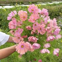 ราคา 200 เมล็ด ดอกคอสมอส ดาวกระจาย Cosmos Seeds สายพันธุ์ Cosmos Apricotta (21994340620)