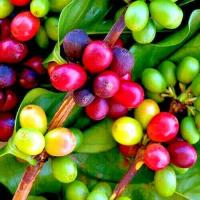 ราคา 10 เมล็ด กาแฟ โรบัสต้า Robusta ปลูกในกระถางได้ คอฟฟี่ Coffee Seeds (21580388235)