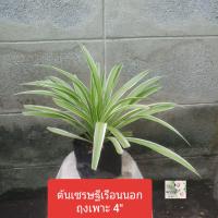 ราคา ต้นเศรษฐีเรือนนอก spider plant ถุงเพาะ 4 ไม้มงคล ให้โชคลาภ ป้องกันภัยร้าย ฟอกอากาศดี ถุงเพาะ 4 ชอบรำไร ทนแล้งได้ปานกลาง (15238702382)