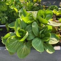 ราคา 1000 เมล็ด กวางตุ้งดอกฮ่องกง กวางตุ้งฮ่องเต้ไทนี่ กวางตุ้งจีน Pak Choy เมล็ดผัก ปลอดสาร NON GMO (21824190474)