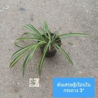 ราคา ต้นเศรษฐีเรือนใน Spider plant กระถาง 3 เป็นต้นไม้มงคล ฟอกอากาศดีงาม ดูดสารพิษในอากาศ ประดับบ้าน สวน สวยงาม ชอบแดดรำไร เลี้ยงง่าย รดน้ำวันละครั้ง (18879270884)