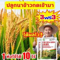 ราคา การผลิตเพิ่มขึ้น100เท่า ฮอร์โมนพืชข้าว เร่งเต่งข้าว ฮอร์โมนข้าว 1ฟรี1 ป้องกันแมลงข้าว ป้องกันข้าวตาย ฮอร์โมนบำรุงข้าว ฮอร์โมนฉีดข้าว ปุ๋ยเกล็ดทางใบ (21992856842)