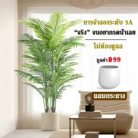 ราคา ความจำลอง 99 ต้นไม้มงคลปลอม 65 75 85 95 ฟรีกระถางดอกไม้ต้นไม้ หินตกแต่ง สไตล์นอร์ดิก ในบ้าน ต้นไม้มงคล ต้นไม้ประดิษฐ์ ต้นไม้ปลอม ต้นไม้ปลอมตกแต่งบ้าน ต้นไม้ตกแต่งบ้าน ต้นไม้ปลอมสวยๆ ต้นไม้ปลอมใหญ่ ต้ 