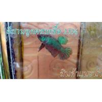 ราคา ปลากัดลูกเชื้อ สายกัด กัดดุๆ กัดโหดๆ (22186988712)