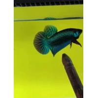 ราคา ปลากัดตัวผู้ มหาชัยสีเขียว ตัวเล็ก กลาง ใหญ่ (22179107602)