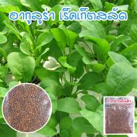 ราคา เมล็ดพันธุ์ ผักสลัดอกูล่า ร็อคเก็ต อากูรูล่า เมล็ดพันธุ์ ร็อคเก็ต 90 300 เมล็ด ซื้อ 10 แถม 1 คละได้ (15174027276)