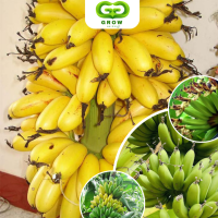 ราคา ต้นกล้วยไข่ ต้นที่เพาะเลี้ยงด้วยเนื้อเยื่อ ให้ผลผลิตที่มีรสชาติวานิลลาที่หอมหวานกลมกล่อม (21899359918)