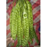 ราคา สะตอตัดท่อนและสะตอแกะเม็ดสวยๆขนาด1กิโล (20491371692)