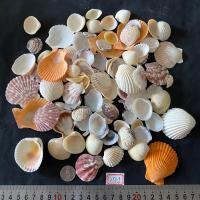 ราคา เปลือกหอยธรรมชาติและหอยสังข์ 250g MIX SEASHELLS หลากหลายชนิด ใช้สำหรับงานฝีมือเปลือกหอยตกแต่งตู้ปลา (22070395576)