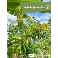 ราคา เมล็ดพันธุ์ถั่วเเระเขียว1500เมล็ด100บาท (21392185307)