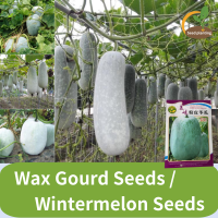 ราคา เมล็ดพันธุ์ฟักหอม เมล็ดพันธุ์ฟักหอมหรือฟักป้อม กลิ่นหอมเหมือนใบเตย Wintermelon Seeds เมล็ดสดง่าย สำหรับผู้จัดบ้าน สวนผัก เมล็ดพืชผัก เมล็ดพืชสด ปลูกอินทรีย์ทั้งในร่มและกลางแจ้ง (22051546794)