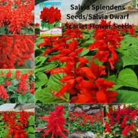 ราคา เมล็ดสะระแหน่ Splendid เมล็ดสะระแหน่ดอกไม้สีแดงขนาดเล็ก Salvia Splendens Seeds Salvia Dwarf Scarlet Flower Seeds เมล็ดพันธุ์ดอกไม้กระถางสำหรับระเบียงเพาะปลูก ง่ายต่อการปลูกเมล็ดบอนไซ สำหรับปลูกเมล็ดพื
