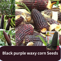 ราคา เมล็ดสด 100 40 เมล็ด แพ็ค ข้าวโพดข้าวเหนียวดำ ข้าวโพดขาวม่วง Black Purple Waxy Corn Seed ระเบียงกระถางผักเมล็ดผลไม้เมล็ดข้าวโพดสีม่วงผิวบาง Taste อร่อย Authentic ฤดูใบไม้ผลิและฤดูใบไม้ร่วงผลิตภัณฑ์ (2