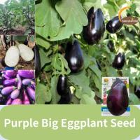 ราคา 200 เมล็ด แพ็ค Purple Big Eggplant Seeds มะเขือม่วงยักษ์ เมล็ดมะเขือม่วงขนาดใหญ่ เมล็ดมะเขือม่วงกลม โฟร์ซีซั่นส์ ระเบียง การ์เด้น ฟาร์ม การ์เด้น เมล็ดพืชผักที่ให้ผลผลิตสูง (22051724119)