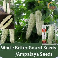 ราคา คุณภาพดี 18 ชิ้น เมล็ดมะระขาว เมล็ดพันธุ์มะระจีนขาว White Bitter Gourd Seeds Ampalaya Seeds เมล็ดแตงโมขมขาวชนิดแท่งสั้น ทนต่ออุณหภูมิสูงเมล็ดมะระขมสีขาว (22056563727)