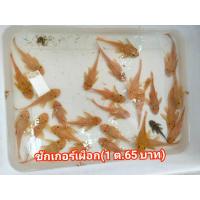 ราคา ตู้ปลาหน้าโค้ง ตู้นอกครบชุด พร้อมเลี้ยงปลาสวยงามได้เลย สินค้ารับประกัน (22019899217)