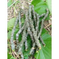 ราคา บอระเพ็ดสด 1 กิโลกรัม ตัดสดก่อนส่ง (22037894885)