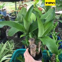 ราคา วาสนา วาสนาใบเขียว ไม้มงคล เสริมศิริมงคล โชคลาภ ความร่ำรวย ต้นสวย รากเต็มพร้อมปลูก (11252799230)