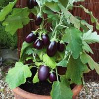 ราคา เมล็ดพันธุ์ มะเขือม่วงหลอดไฟ มะเขือม่วงญี่ปุ่น มะเขือยาวม่วงสั้น 40 90 เมล็ด 10 แถม 1 คละได้ (20771673732)