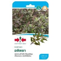 ราคา เมล็ดกระเพราแดง อทิตยา (22193295517)