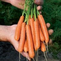 ราคา เบบี้แครอทถูกที่สุด10บ พันธุ์ Baby Carrot 50 ปลูกง่ายขึ้นไว ทานสดหวานกรอบอร่อย (21176729139)